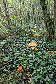 Fly agaric (Amanita muscaria) in a lowland deciduous forest in autumn, Forêt de la Reine massif near Ansauville, Lorraine, France