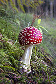 Fly agaric (Amanita muscaria)