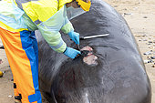 Northern Bottlenose Whale (Hyperoodon ampullatus) female stranded on the beach at Sangatte, Autopsy conducted by the University of Liege and the CMNF (Coordination Mammalogique du Nord de la France), Pas de Calais, France