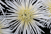 White Spider Mum (Chrysanthemum x grandiflorum)