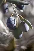 Olives 'Aglandau' fruits, Bouches-du-Rhone, France