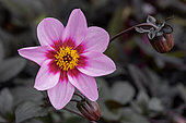 Dahlia 'Roxy Pink'
