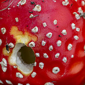 Fly agaric (Amanita muscaria) cap nibbled by a slug, Cotes-d'Armor, France