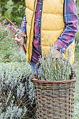 Woman pruning a lavender, a lavandine having finished flowering.