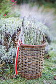 Basket with lavender pruning, lavandine having finished flowering and shears.