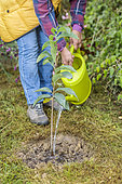 Woman planting a pawpaw (Asimina) step by step. 6: watering in the basin at the foot.