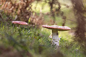 Fly Agaric (Amanita muscaria), undergrowth, Alsace, France
