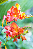Crocosmia 'Okavango', flowers