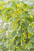 Cucumber 'Vert très long de Chine' in greenhouse