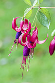 Fuchsia 'Ville de Rocquencourt', variety resistant to the fuchsia mite (Aculops).