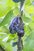 Plums affected by moniliasis in summer, France.