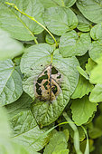 First stage of late blight attack on a potato crop, in spring, in a wet climate.