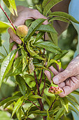 Examination of a peach leaf affected by leaf curl in spring.