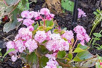 Begonia semperflorens 'Gustave Rose', flowers