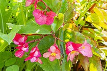Begonia semperflorens 'Dragon Wing Red', flowers