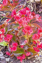 Begonia semperflorens 'Senator Red', flowers