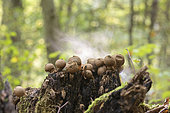 Pear-shaped puffball (Lycoperdon piriforme) releasing spores , Alsace, France