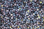 Freshly harvested ripe Olives 'Aglandau', Bouches-du-Rhone, France