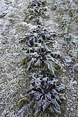 Frost on a row of 'Crapaudine' beetroot in a vegetable garden