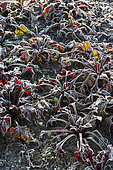 Frost on 'Crapaudine' beetroot in a vegetable garden