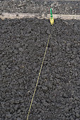 Sowing white onion 'Premier' in a vegetable garden in late winter