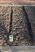 Sowing white onion 'Premier' and peas 'Merveille de Kelvedon' in a vegetable garden in late winter