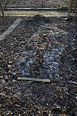 Layer of dead leaves held in place by a screen protecting a crop in winter