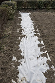 Forcing sails to protect a pea crop from pigeons