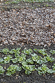 Rows of Chicory scarole in a vegetable garden in winter and mulching of dead leaves protecting a plot waiting to be cultivated. Vegetable garden in winter
