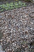 Rows of Chicory scarole in a vegetable garden in winter and mulching of dead leaves protecting a plot waiting to be cultivated. Vegetable garden in winter