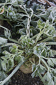 Celeriac in a vegetable garden in winter