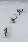 Brussels sprouts in a vegetable garden under the snow.