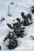 Red cabbage in a vegetable garden under the snow.