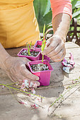 Cutting of Gaura, in summer. Potting the cuttings.