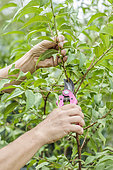 Woman pruning a peach tree in the summer: the vertical shoots are shortened to only a few eyes.