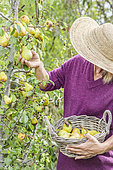 Woman picking early 'Beurré Hardy' pears