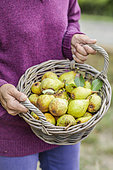 Woman carrying a basket of early 'Beurré Hardy' pears