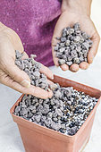 Woman sowing cannas step by step. 3: cover with gravel (pozzolana).