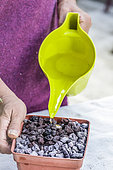 Woman sowing cannas step by step. 4: watering.