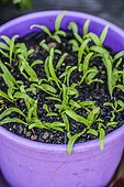 Sowing spinach in a pot, step by step. 5 seedling emergence.
