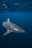 Tiger Shark Encounter. Tiger shark (Galeocerdo cuvier) below the surface, Mayotte