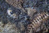 Uranoscape (Uranascopus sp) à l'affut dans le sable de la passe en S, Mayotte
