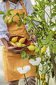 Woman picking lemons.