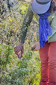 Woman cutting a cistus, at the end of winter.