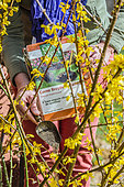 Application of organic fertiliser (crushed horn) to a flowering forsythia.