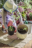 Woman planting a redcurrant in a pot on a terrace: choice of container.