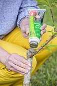 Woman applying healing putty to a damaged young peach tree.