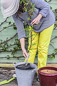 Woman planting a young peach tree in a pot on a terrace in step-by-step. Soaking the root ball.