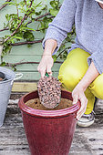 Woman planting a young peach tree in a pot on a terrace step by step. Adding a drainage layer (pozzolan) to the bottom of the pot.