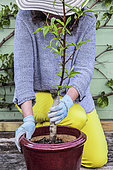 Woman planting a young peach tree in a pot on a terrace step by step. Positioning in the destination pot.